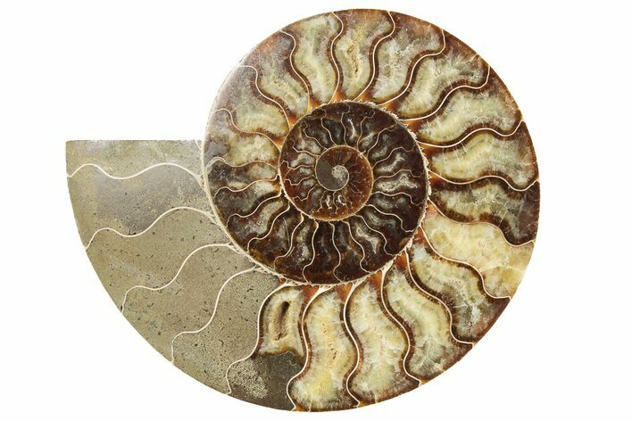 Cut & Polished, Agatized Ammonite Fossil (Half) - Madagascar #191587
